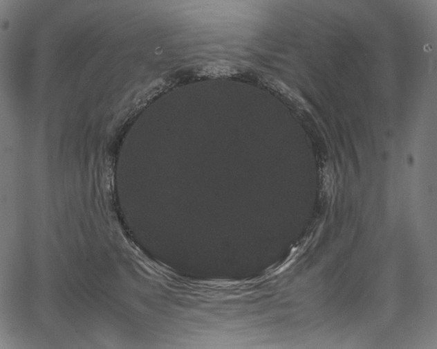 X0000067400517200603311327