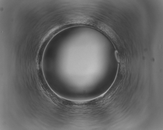 X0000067400628200603311325