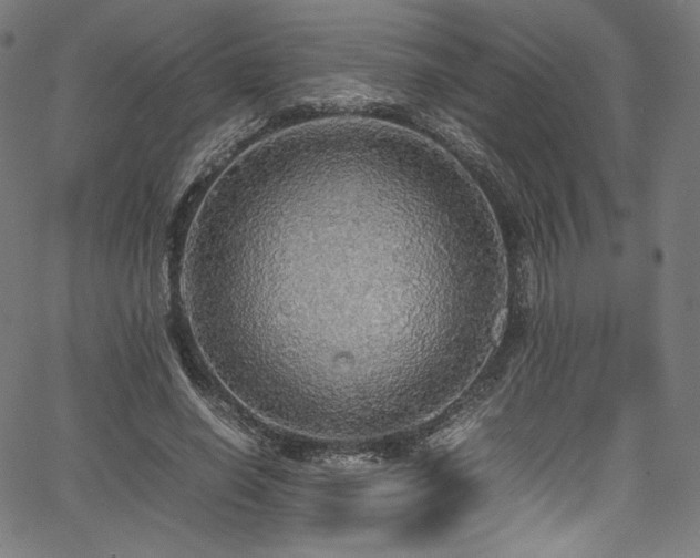 X0000067400638200603311325