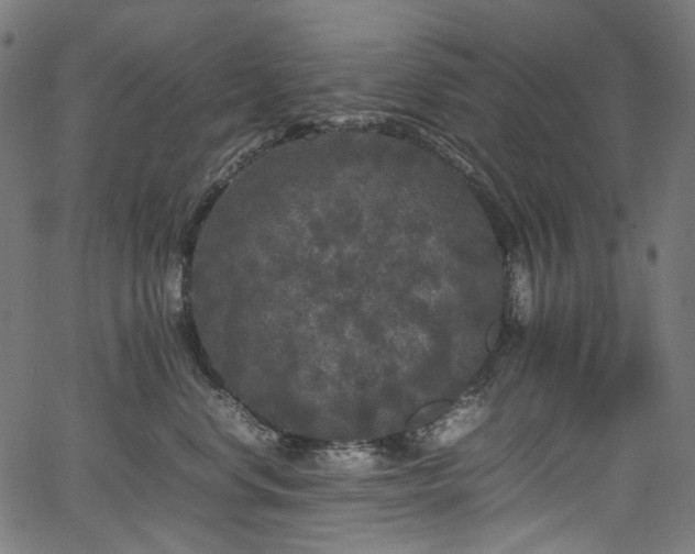 X0000067400668200603311325