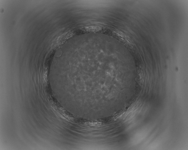X0000067400745200603311323