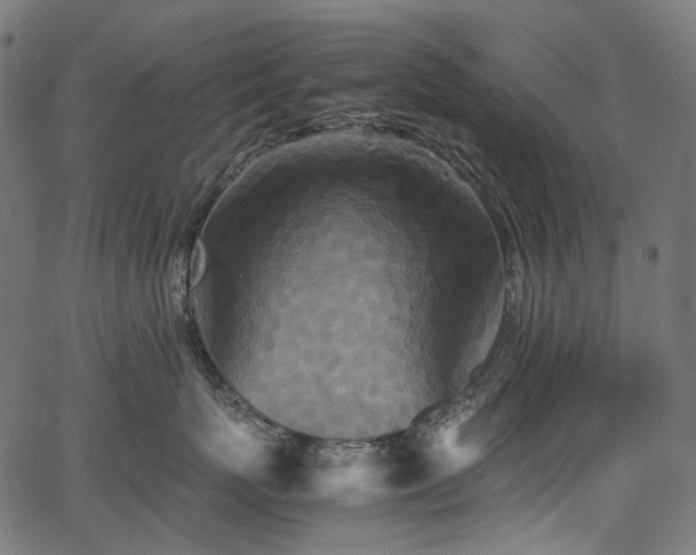 X0000067400767200603311324
