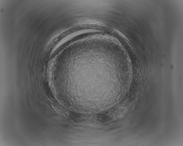 X0000067400775200603311323