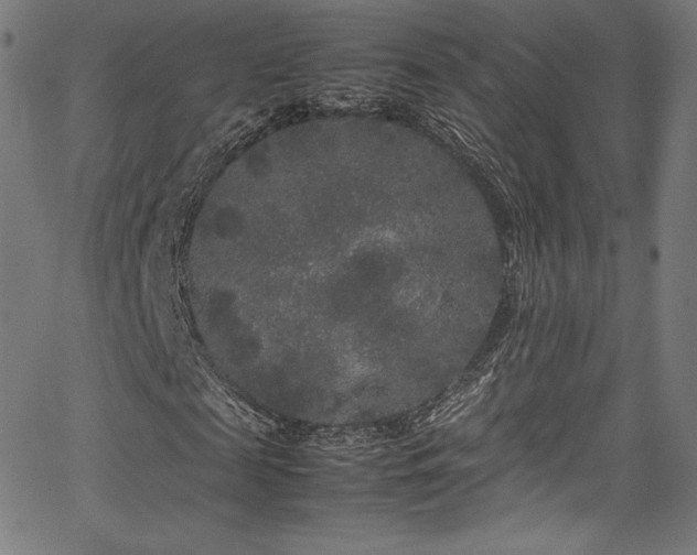 X0000067400817200603311321