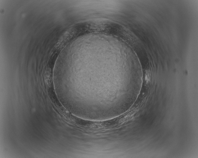 X0000067400867200603311321