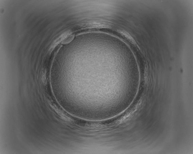 X0000067400873200603311321