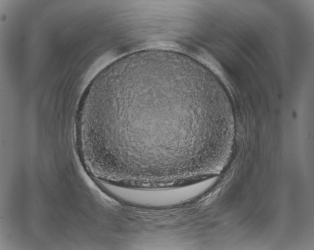 X0000067400999200603311319