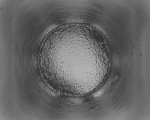 X0000067401025200603311319