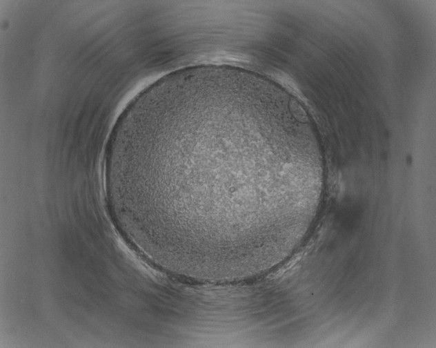 X0000067401032200603311319
