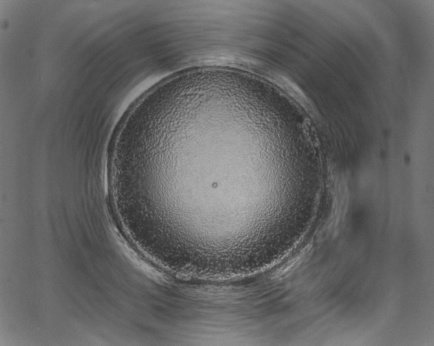X0000067401036200603311319