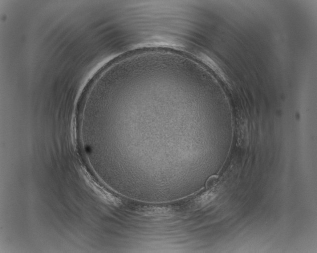 X0000067401076200603311318
