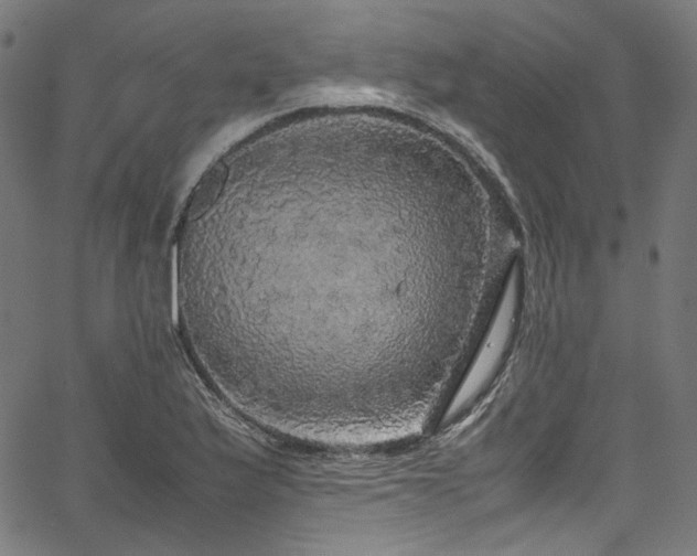 X0000067401175200603311316