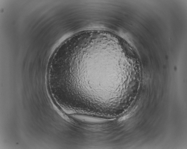 X0000067401237200603311316
