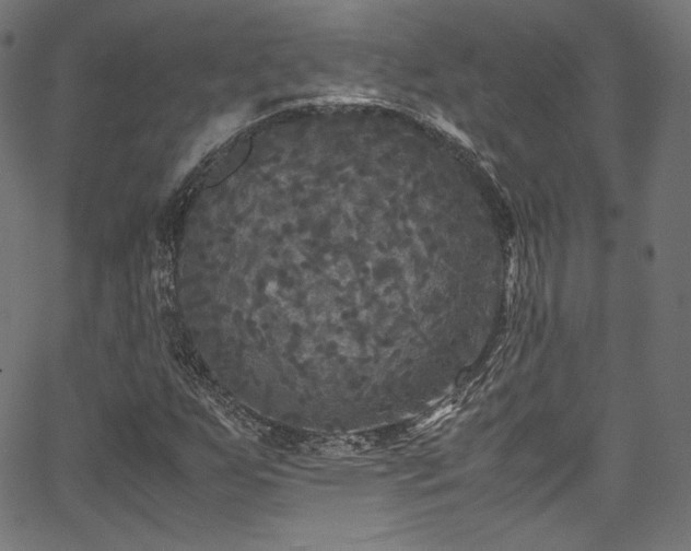 X0000067401255200603311315