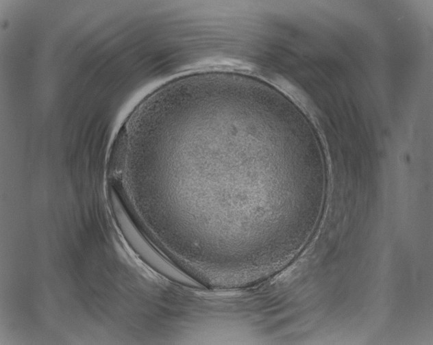 X0000067401296200603311314