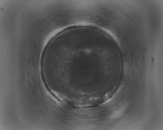 X0000067401327200603311314