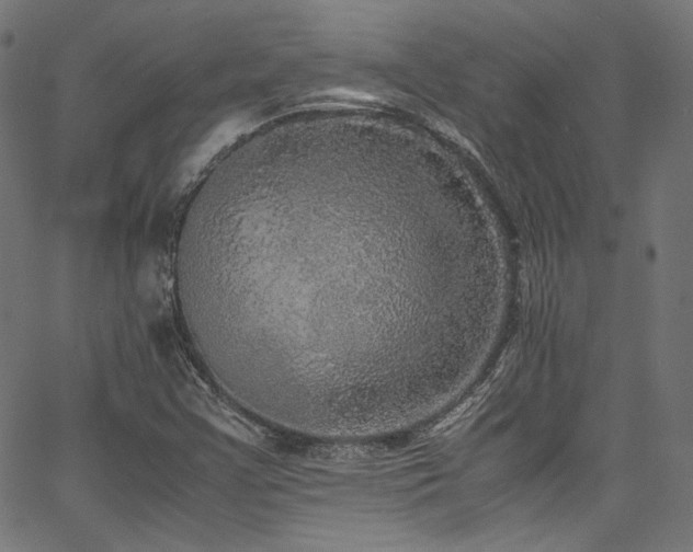 X0000067401355200603311313
