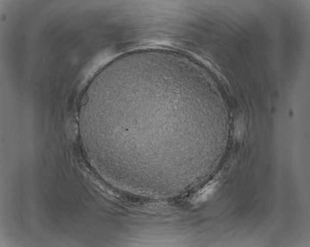 X0000067401363200603311313