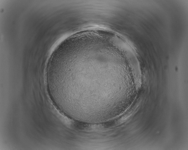 X0000067401375200603311313