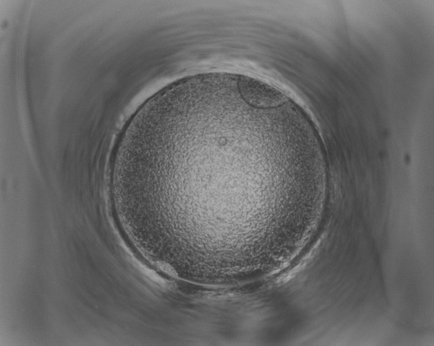 X0000067401525200603311311