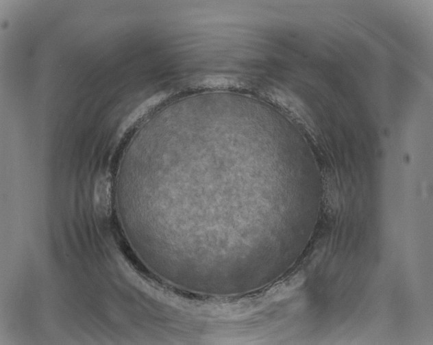 X0000067400016200604031109