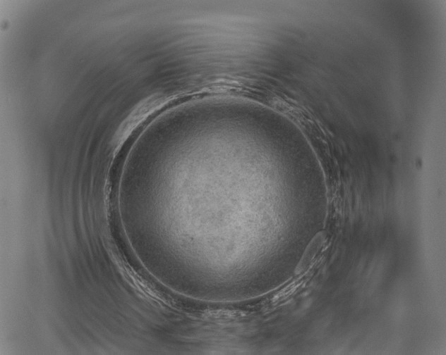 X0000067400242200604031104