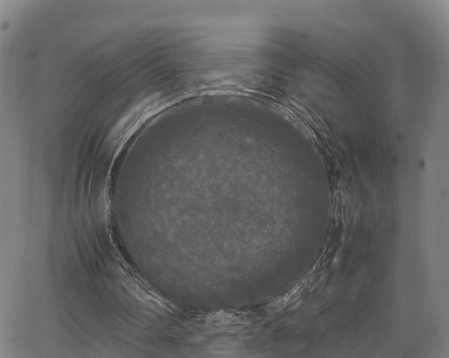 X0000067400290200604031104