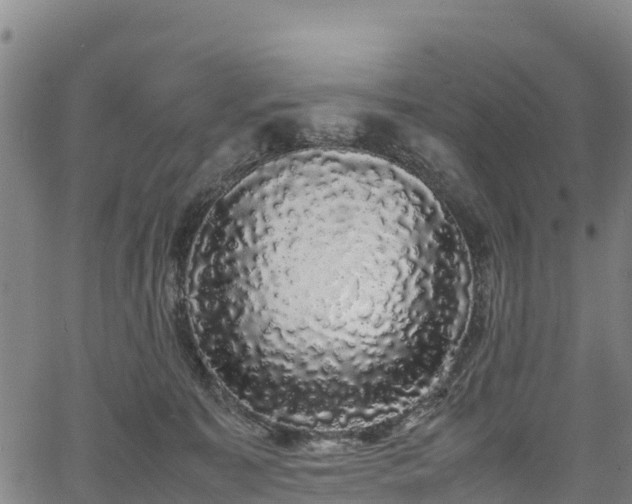 X0000067400323200604031104