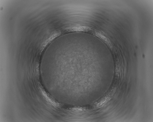 X0000067400394200604031103