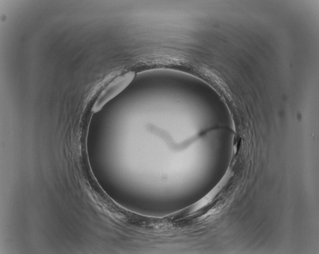 X0000067400395200604031103