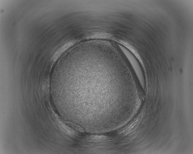 X0000067400437200604031101