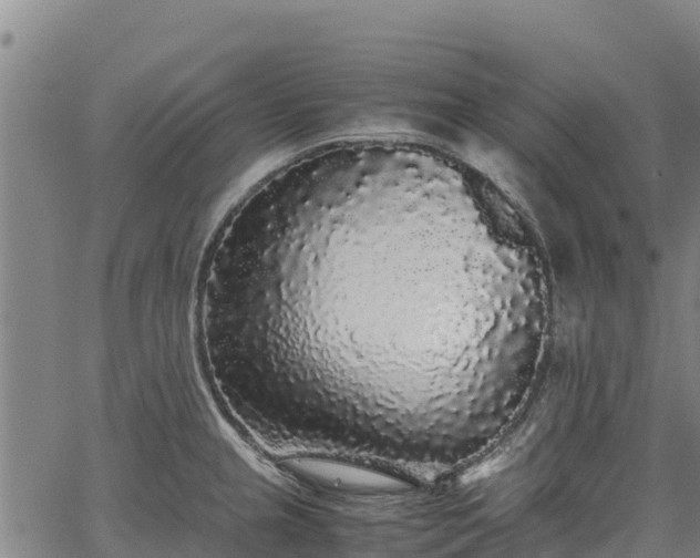 X0000067401237200604031049