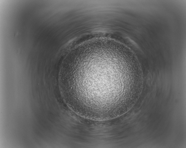 X0000067400821200604071818
