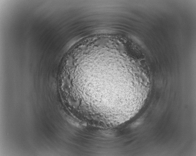 X0000067401025200604071815
