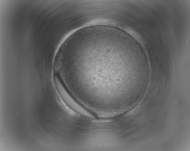 X0000067401296200604071810