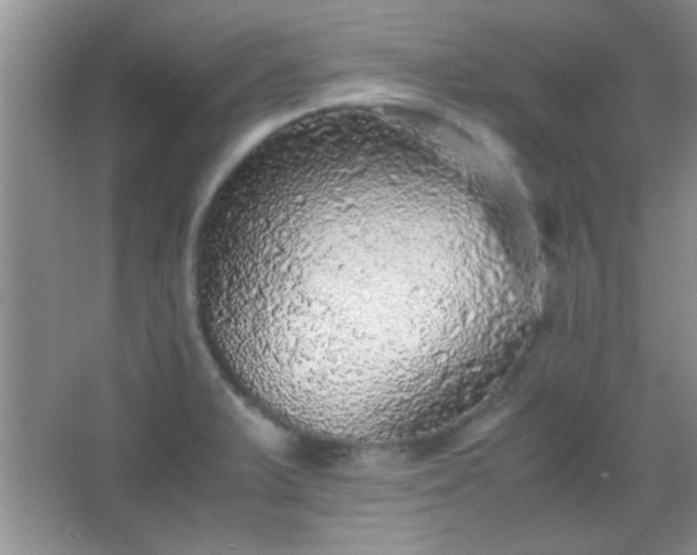 X0000067401375200604071809