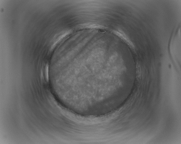 X0000067400014200604132008