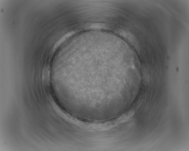 X0000067400016200604132008