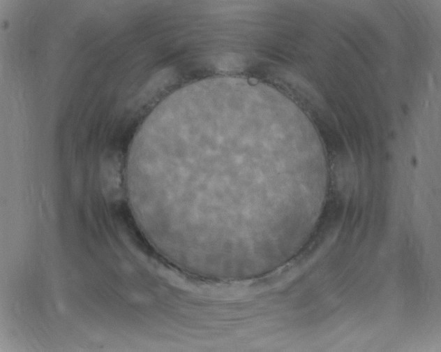 X0000067400032200604132008
