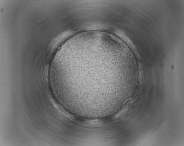 X0000067400058200604132007