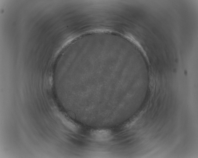 X0000067400063200604132007