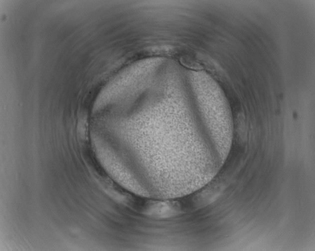 X0000067400083200604132007