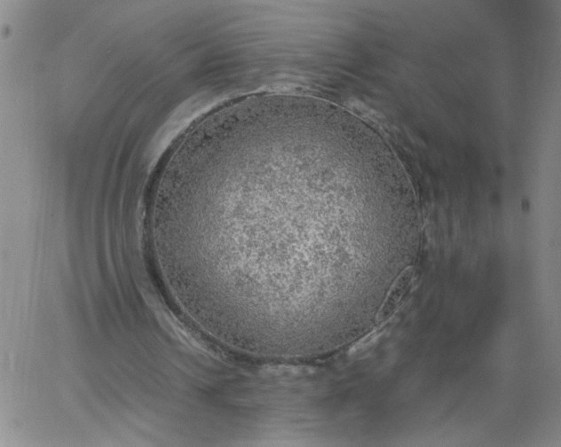 X0000067400242200604132004