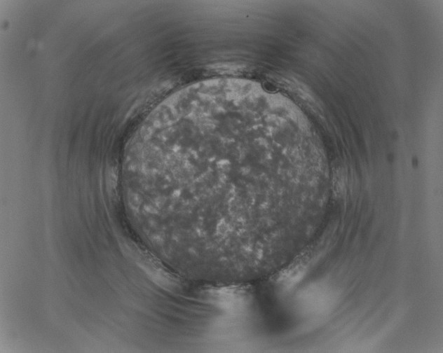 X0000067400365200604132002