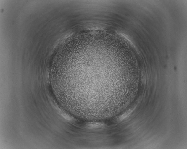 X0000067400453200604132001