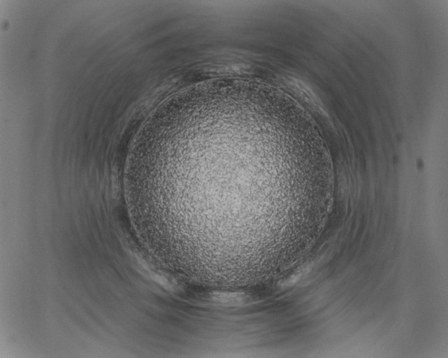 X0000067400457200604132001