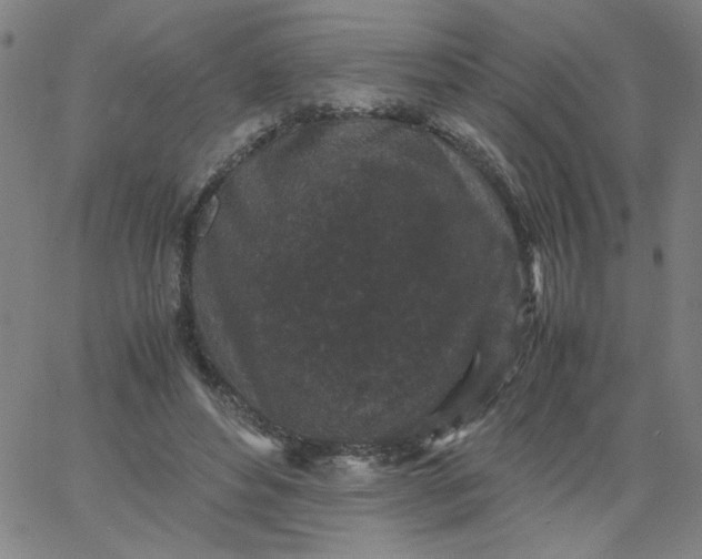 X0000067400496200604132000