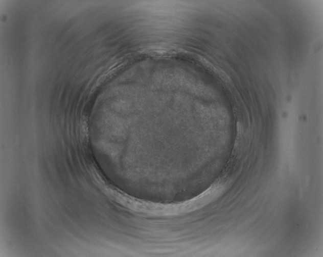 X0000067400048200604211710