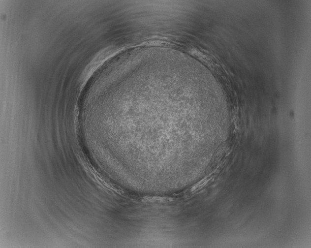 X0000067400242200604211706