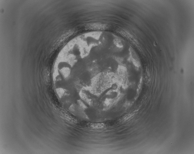 X0000067400355200604211705